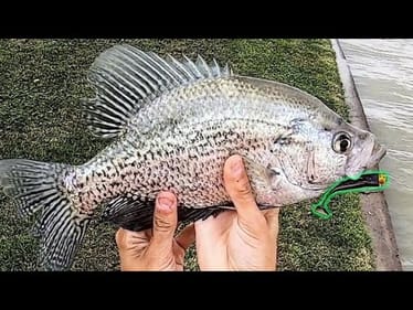 Using SWIMBAITS to catch HUGE CRAPPIE!!