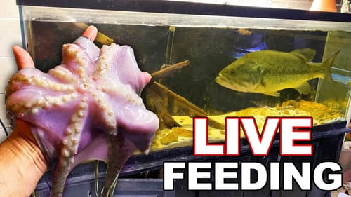 Feeding a GIANT Sea Creature to My SAVAGE Pet Fish!! (KILLED It)