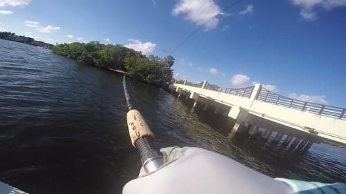 Surprise Fish From the Bridges