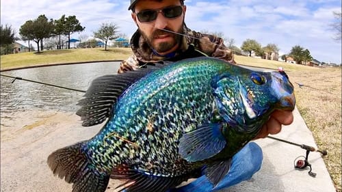 The MOST EPIC CRAPPIE I've EVER SEEN!! (HUGE)
