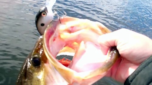 Big Bass on Strike King Deep Diving Crankbaits. Gopro Hero 4 Bass Fishing.