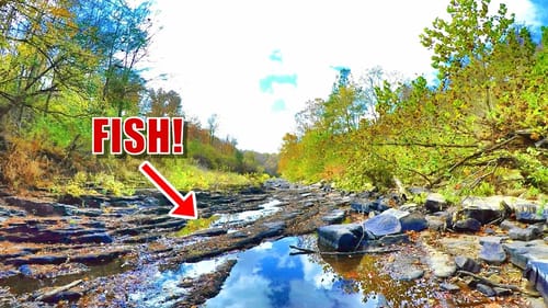 Finding Holes FULL Of Fish In A Massive Dried Up Creek!