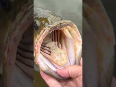 Ohio BUCKETMOUTH 👀