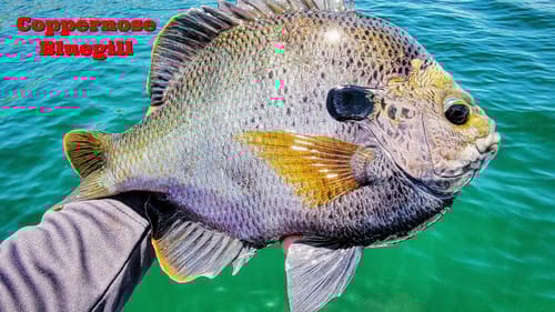Coppernose Bluegill Fishing on Lake Perris California