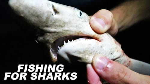 Fishing for SHARKS at Night! (USING LIVE BAIT)