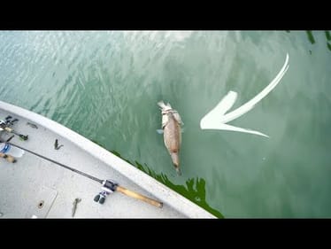 We Couldn't Save This Fish... -- Mexico Big Bass Bash