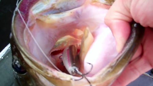 Topwater Spook Bass Fishing with a Balsa Bull.