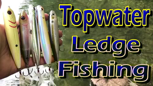 Topwater Ledge Baits - What?