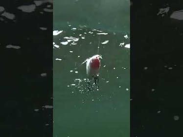 Dreaming of warmer weather and @Rapala Claptail blowups.. 😴😵‍💫