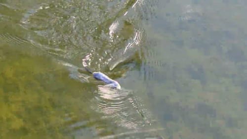 Swimbait Review: Illude/Lunker Fighters Zombie Rat 1 Pc