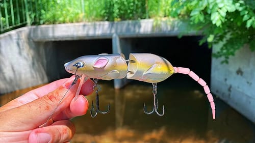 SEWER FISHING with a Topwater Rat Lure (DEADLY Summer Technique)