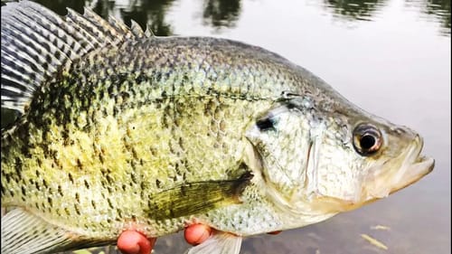 CRAPPIE Fishing with JIGS! SLOW DOWN In the Summer! (Tips)
