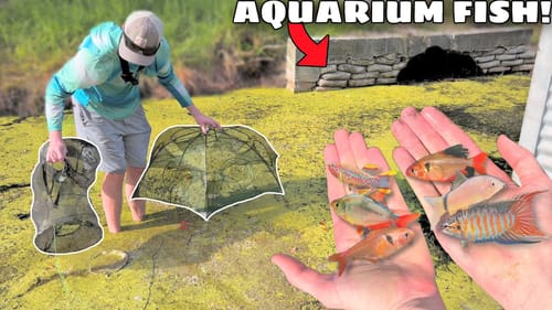 FISH TRAP CATCHES *RARE* AQUARIUM FISH in TINY CREEK!