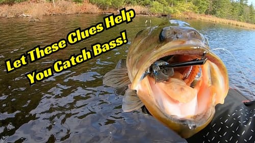 Let These Creatures Lead You To The Bass!