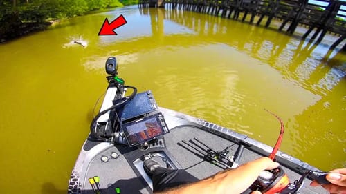 The GIANT Bass are HIDING (River Fishing)
