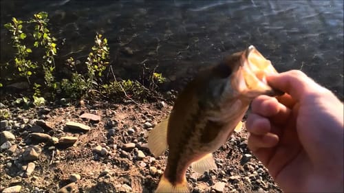 Wacky Rig - Bass Fishing (VLOG?)