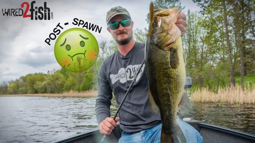10 Tips to Catch Quality Post-Spawn Bass | 🤫 BLADED. WEEDLESS. SWIMBAIT.