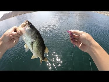 They Only Wanted ONE Lure!