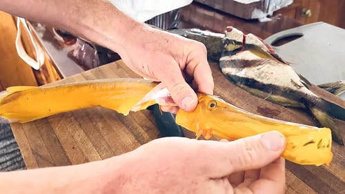 Improving My Spearfishing - Smoked Fish Catch And Cook - Feat. ​⁠​⁠@NoobSpearoSpearfishing