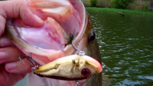 Bass Fishing with Golden Red Eye Shad.