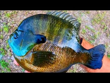 BLUEGILL that are BIGGER THAN the FRYING PAN!
