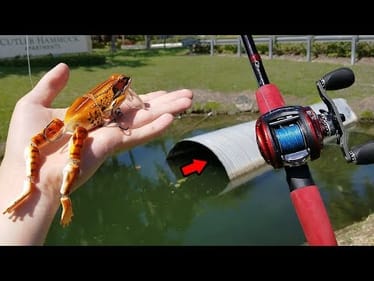 Crazy Topwater FROG Fishing Challenge (Massive Blowups)