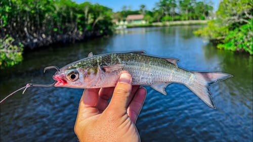 Catching a River Monster Using Live Mullet!
