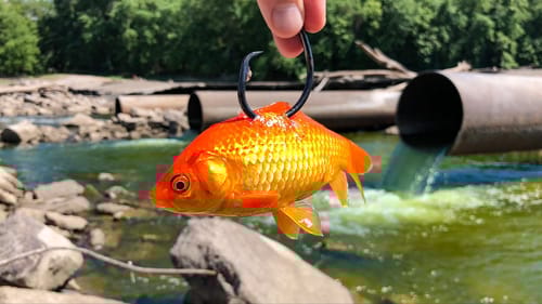 The GOLDFISH Caught a River MONSTER!!! (New PB!)