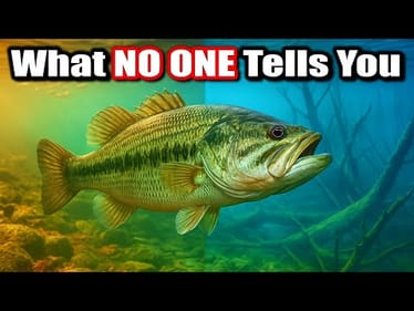 What NO ONE Else Tells You About the Fall to Winter Bass Transition