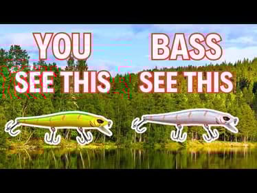 The Fishing Lure Colors Bass ACTUALLY See…
