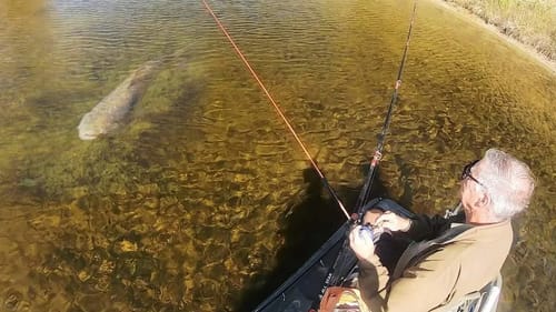 MONSTER FISH in CLEAR WATER FARM POND!!!