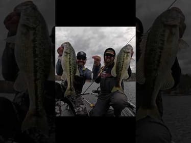 🔥 This Bite Is On Fire For Magnum Spotted Bass! 🔥 #shorts