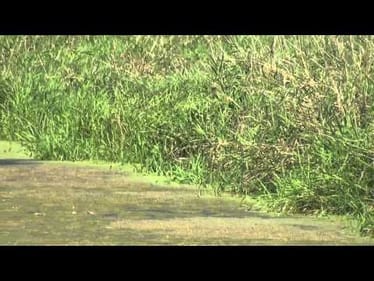 When Pike Attack! (FTMW Shorts)