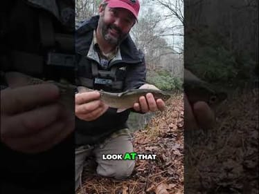 Trout Fishing: Finding Hidden Fish in Cool Caves #shorts