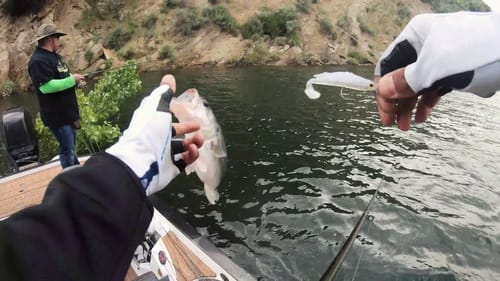 New to Bass Fishing Fishing Small Swimbaits for Largemouth