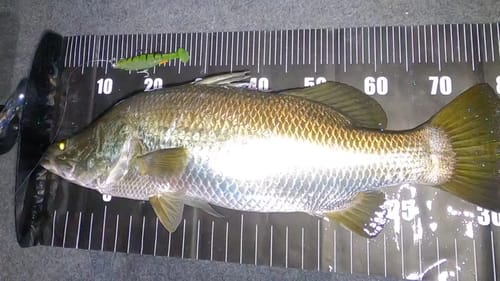 Barramundi Like Megabass Lures  #BigBarraDreams Part 3