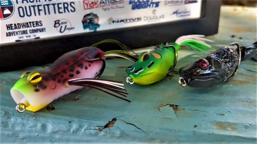 Frogs Only Tournament on the California Delta