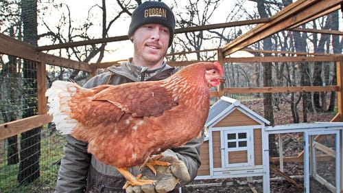 The NEW Backyard Chickens are here!