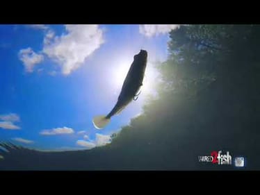 Big Paddle Tail Swimbait Breakdown for Big Bass