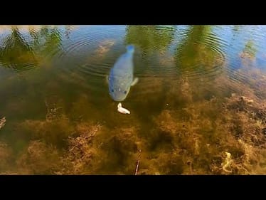 We FINALLY CAUGHT this CLEAR WATER MONSTER!!