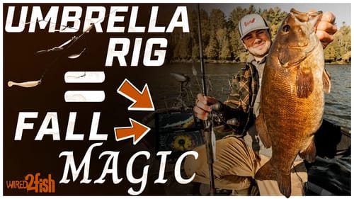 Umbrella Rig Fishing for Fall Smallmouth
