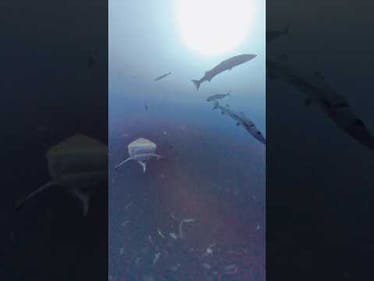 UNBELIEVABLE! Dropping a camera 220 feet under the water in the Gulf of America #fishing #ocean