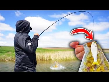 I was SHOCKED to Find out how DEADLY this Unknown Bait is!