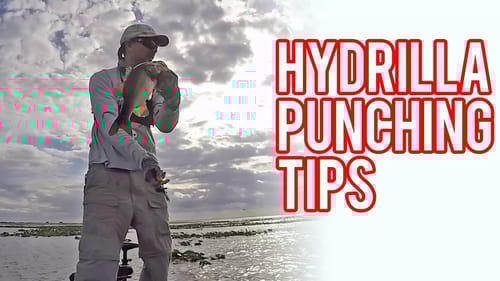 Let's Go Punching for Bass
