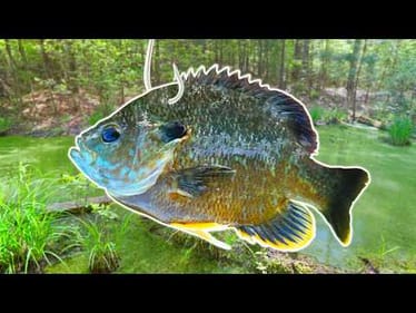 Fishing For 10lb+ Bass w/ GIANT Live Bait! (Fisherman’s Heaven)