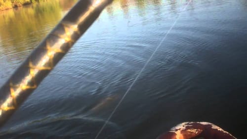 Topwater Frog Bass Fishing