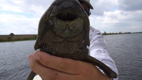 Strange Exotic Fish Caught While Fishing