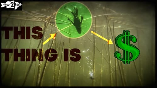 Top Colors for Texas-Rigging Springtime Bass