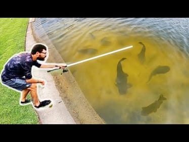 I SHOULDN'T BE ALLOWED to FISH THIS CITY POND!!