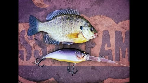 Megabass Big M 7.5 & Vatalion 190 Big Bait Mail Call